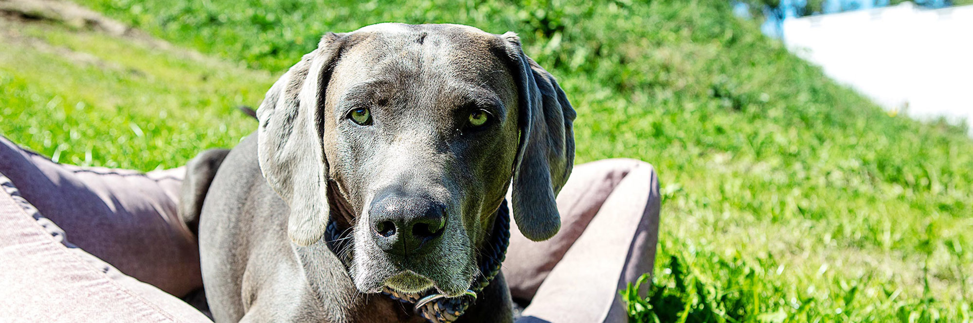 Urlaub mit Hund Hotel Kühberg
