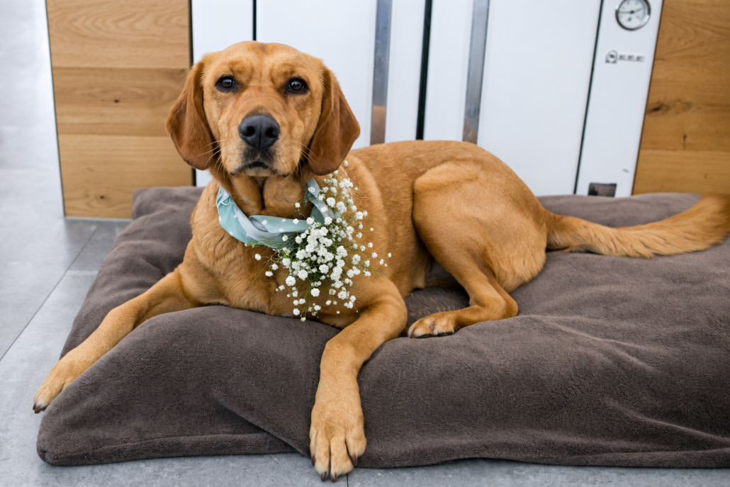 Hund mit Blumenhalsband wartet auf seinen großen Auftritt